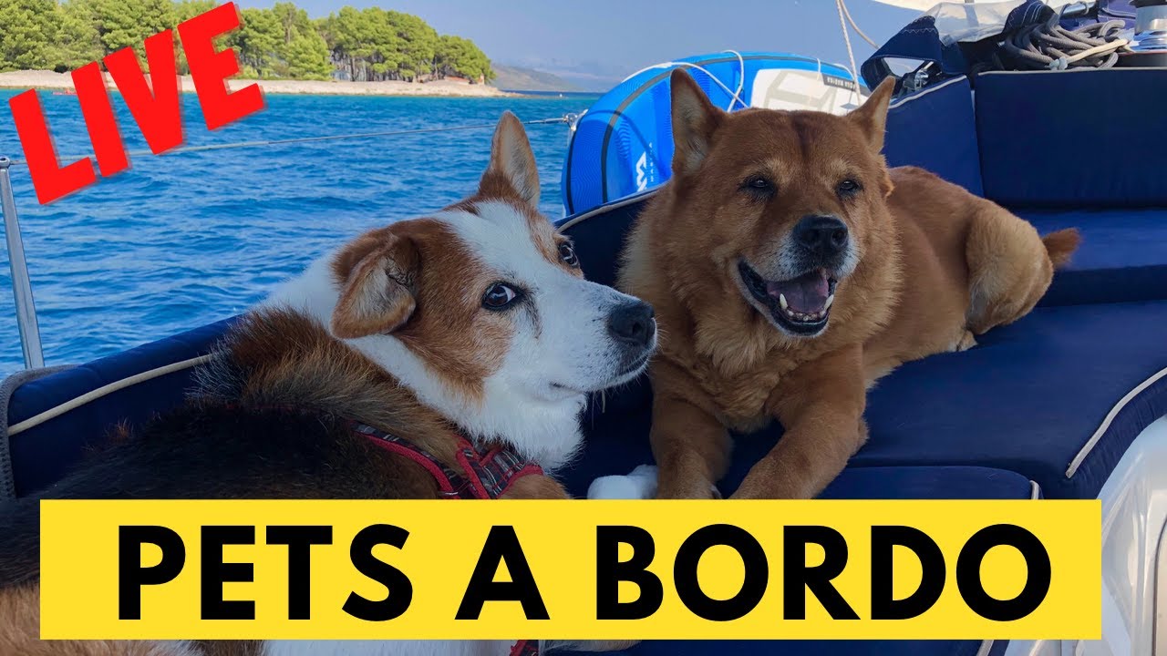 PETS A BORDO - LIVE 6 | No Barco Pelo Mundo