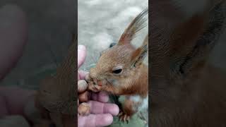 Плохой орешек / A bad nut #squirrel #animals