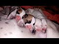 My new born puppies