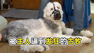 英國古代牧羊犬居然會發瘋把古牧逼到絕境的主人到底做了什麼