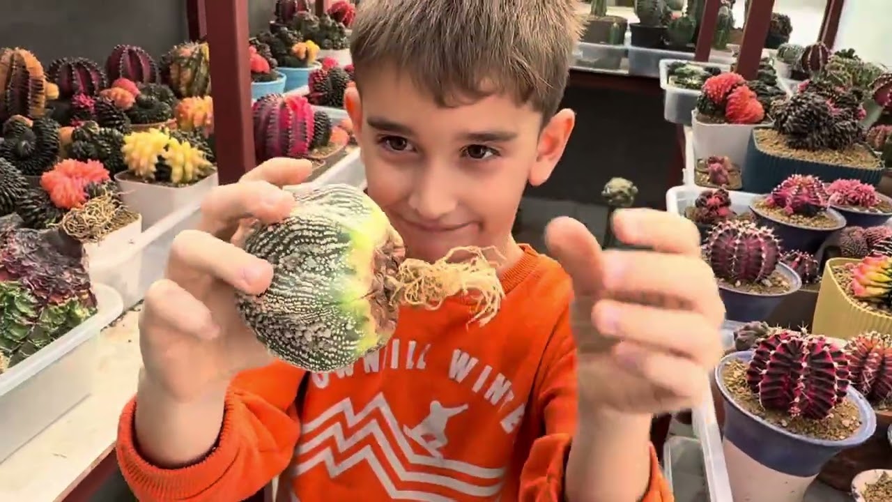 Yeni kaktüs tanıtımları - Cesur ile ❤️