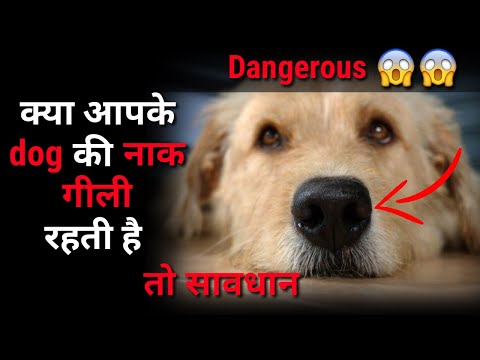 वीडियो: कुत्तों में मुंह और नाक गुहा के बीच असामान्य मार्ग