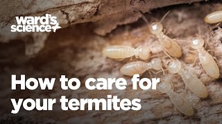 How to Care for Your Termites