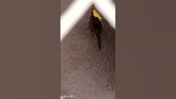 September 10, 2023#unity is the best policy #500subs