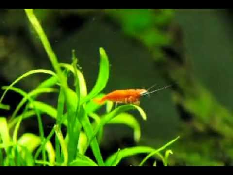 The World's Deadliest Shrimp