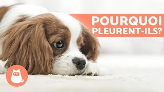 Pourquoi un chien Chigne ?