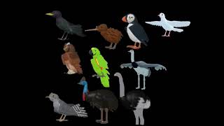 Birds Book Version Ending