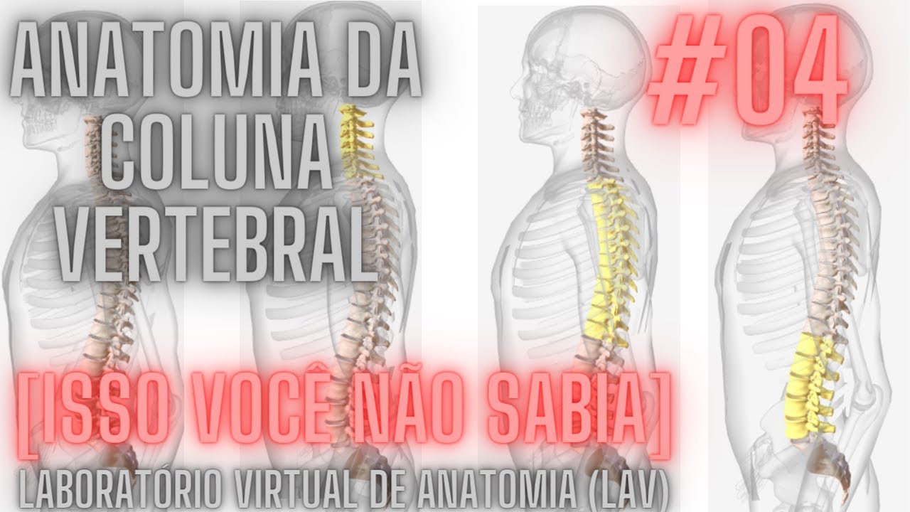 Coluna Humida Anatomia Da Coluna Humana Anatomia Da Coluna Vertebral Sua Coluna