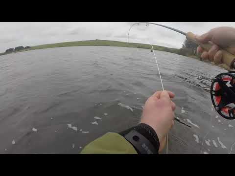 Siblyback lake blue trout.