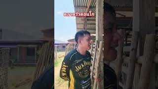 ฝนมาแล้ว..เสียงของคนมาหาซื้อวัวเลี้ยง #อาชีพเลี้ยงวัว #cow #animals #ตลาดวัวดอนโกสุโขทัย
