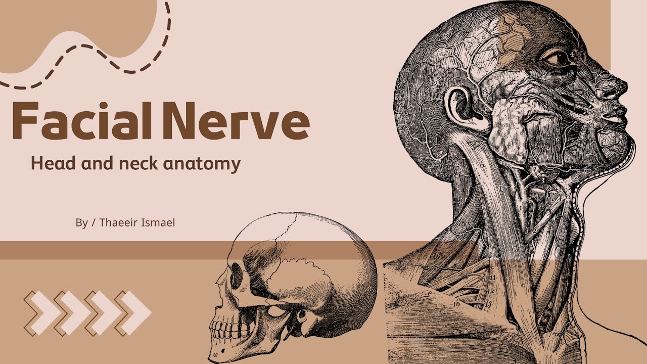 Facial Nerve anatomy 