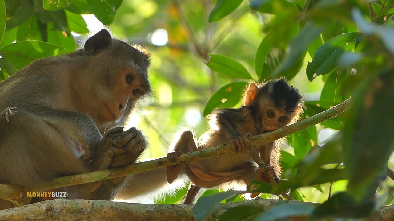 Wow Strong! Tiny Baby Monkey Anissa Playing On Tree So Confidence, Today Mum Full Nursing Anissa