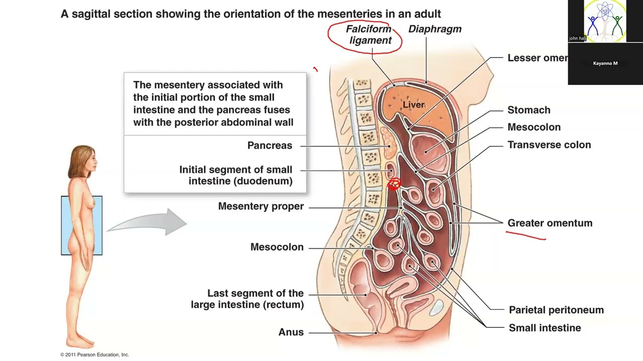 digestive 102