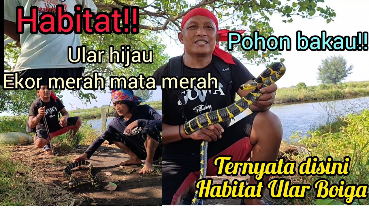 Ternyata Ular ini jenis ular Bakau!! Mata Elang melihat ular di pucuk Pohon!!