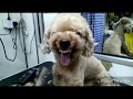 Grooming Aggressive Toy Poodle