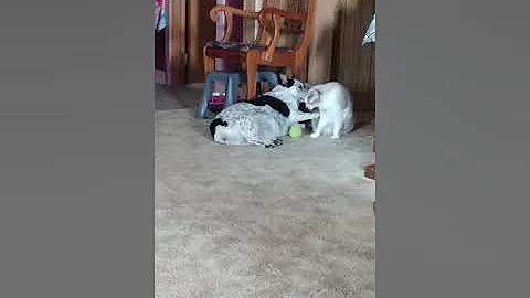 My dog Deshka and kitty Nala