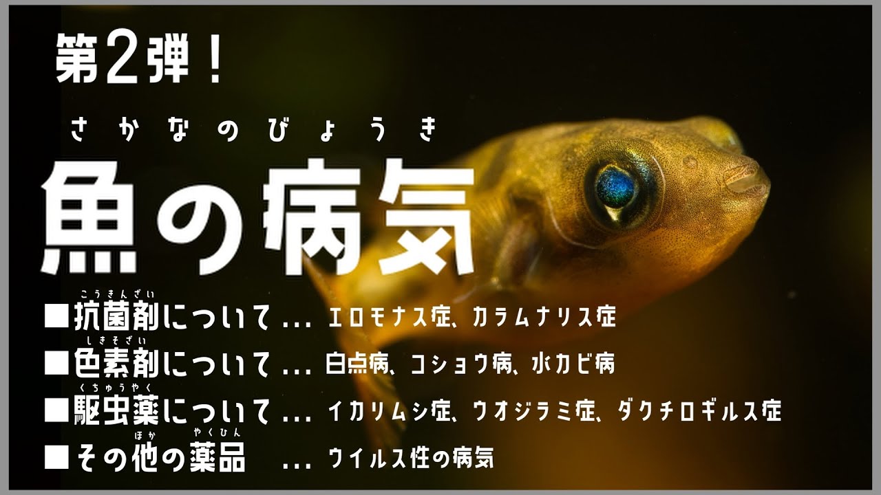 【魚の病気】魚病薬の有効成分と注意点について (第２弾) Aquarium Kind #35 /アクアリウム/白点病/コショウ病/エロモナス/カラムナリス/腹水病/松かさ病/塩水浴/メチレンブルー