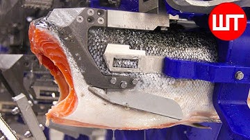 How Salmon Is Made | How It