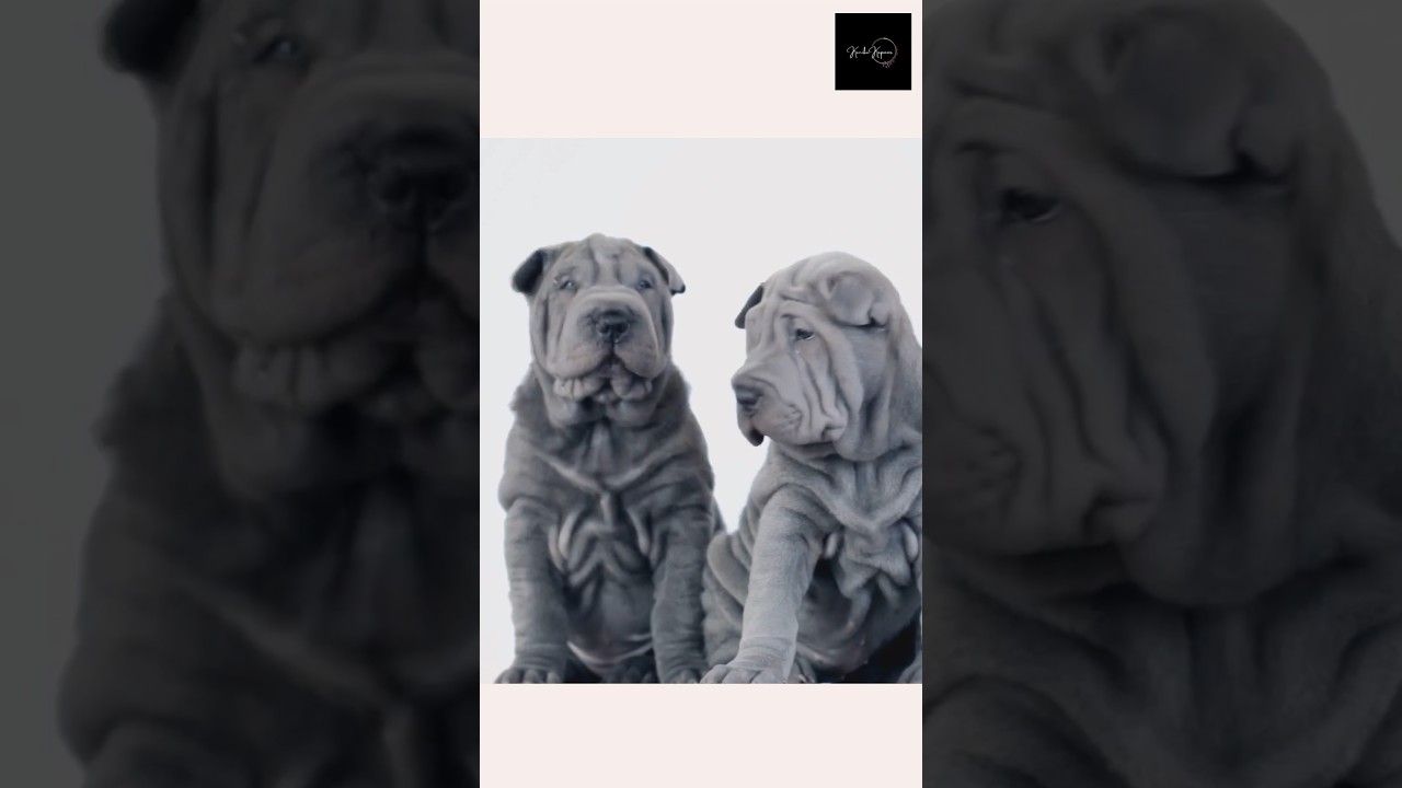 Curious Canines🐕🐾 