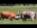 Longhorn Cow Fight