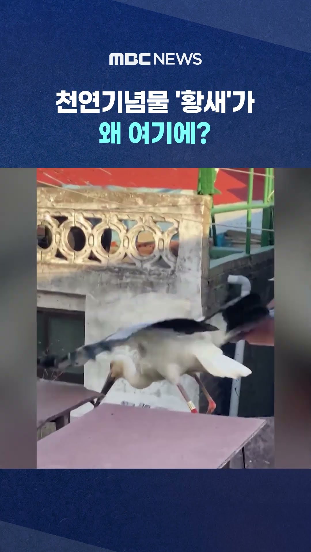 '황새'가 왜 여기에? #Shorts (MBC뉴스)