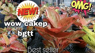 Download Lagu Harta Karun Tersembunyi 😍auto borong aglaonema cantik eps.2.017 MP3