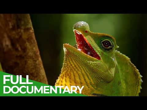 Wild Sri Lanka - Forest Of Clouds | Free Documentary Nature