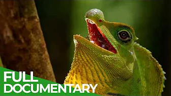 Wild Sri Lanka - Forest Of Clouds | Free Documentary Nature