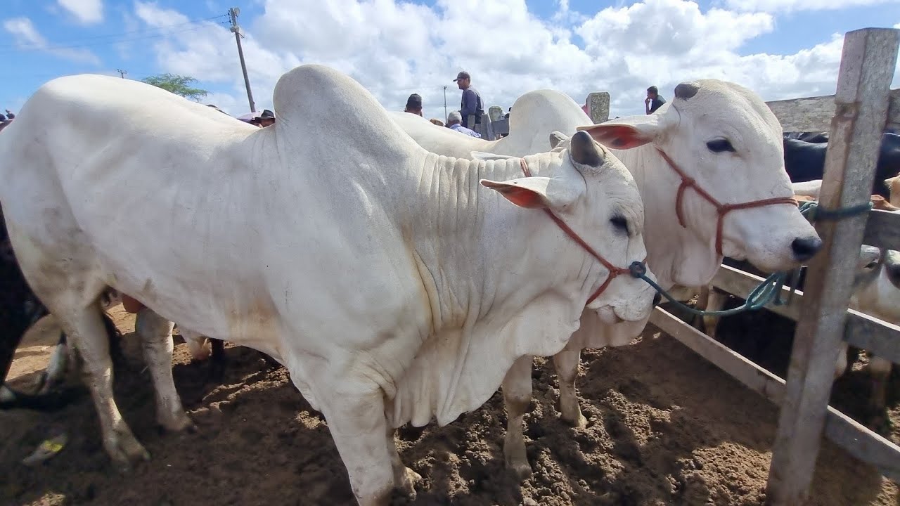 Feira de gado em capoeira-Pe muito gado 06'03-2026 @gado de corte 