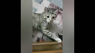 My Naughty Cat / First video ❤/ by My Endearing Cat 152 views 2 years ago 2 minutes, 2 seconds