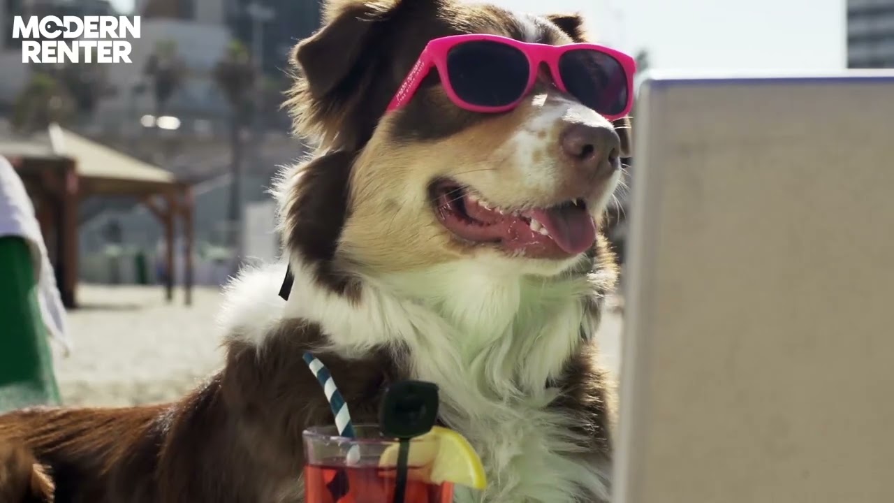 Modern Renter CHILLING