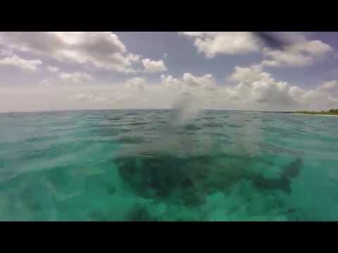 Video: Playa María la Gorda en Guanahacabibes en Cuba