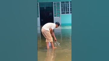 NƯỚC LŨ TRÀN VÀO NHÀ , GIĂNG LƯỚI TRƯỚC SÂN, CÁ DÍNH TRẮNG LƯỚI / @huynh.official