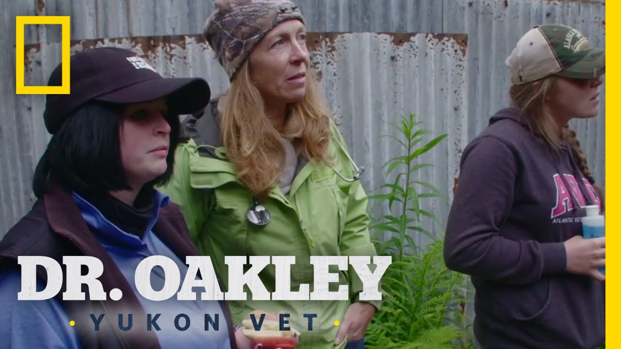 Recovering From a Bear Brawl | Dr. Oakley, Yukon Vet - YouTube