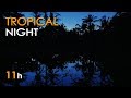 Tropical night  jungle lake sounds for sleeping  frogs  crickets  11 hours  relaxing nature