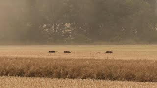 Erntejagd auf Sauen am Raps - Jagdkrone