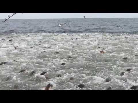 Redfish Feeding Frenzy