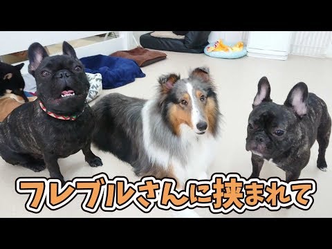シェルティ、フレブルさんに挟まれて 🐶ひみつきちなう！②🐶 2019年9月11日