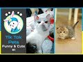 😍Tik Tok - Funny and Cute Pets Compilation #1