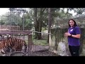 Tigers swap homes at Big Cat Rescue