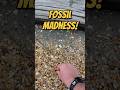 Ancient Fossils on the Calvert Cliffs!