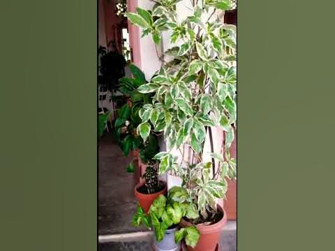 #homegrown indoor plants - YouTube