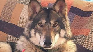 Dog is 58% wolf, he rarely barks and doesn't wag his tail