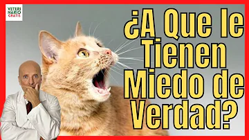 ¿A qué animal tienen miedo los gatos?