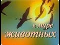 В мире животных с Николаем Дроздовым. Выпуск №49