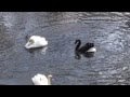 Жесткий бой черного и белого лебедей в Киевском зоопарке - Fight!