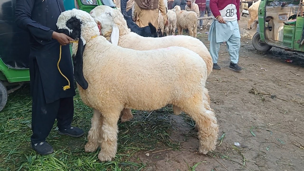 Lahore Mandi update kajle chhatre desi chhatre dumbbe Qurbani 2026 Mundra chhatre Sajjad Lahori shoq