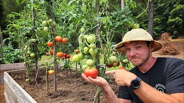 Jak se staráte o rajčata Zapotec?