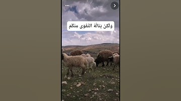 الشيخ محمد صديق المنشاوي ( لَنْ يَنَالَ اللهَ لُحُومُهَا وَلَا دِمَاؤُهَا......) سورة الحج- آية (37)