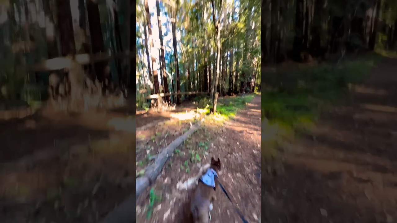 Hiking Adventure: Nisene Marks Trail - Beautiful Redwoods